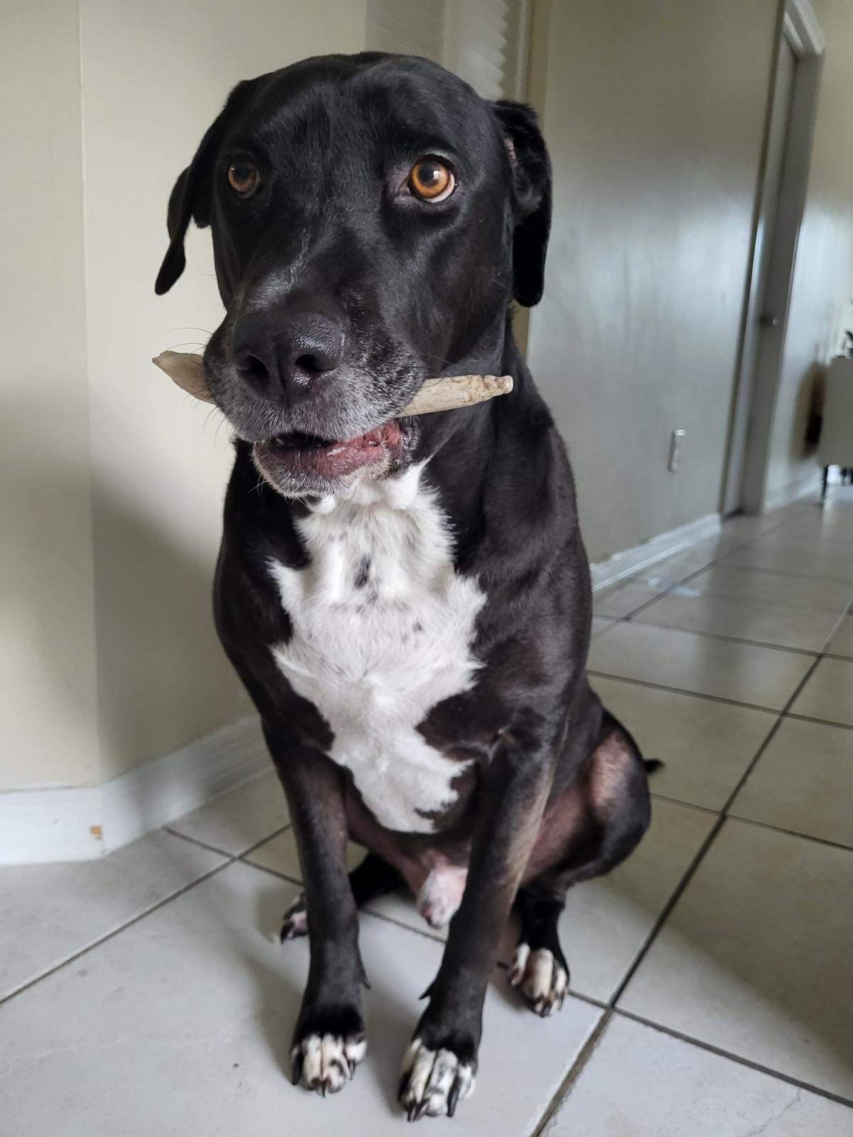 Kratos Male Labrador Retriever