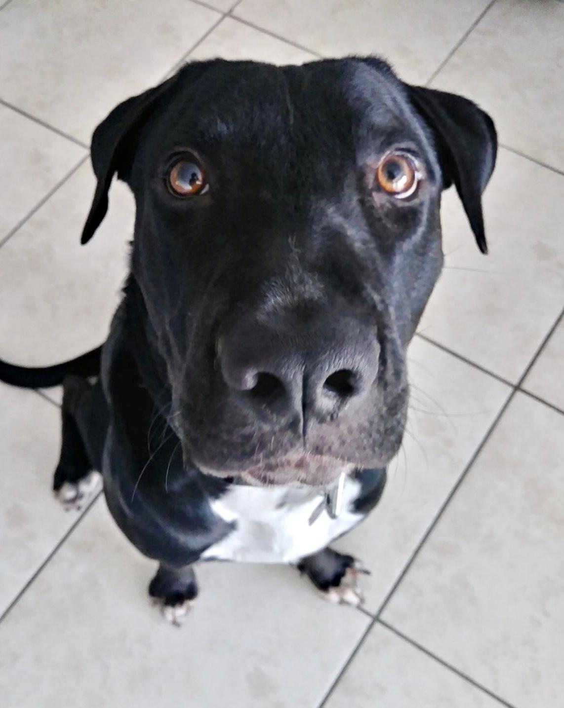 Kratos Male Labrador Retriever