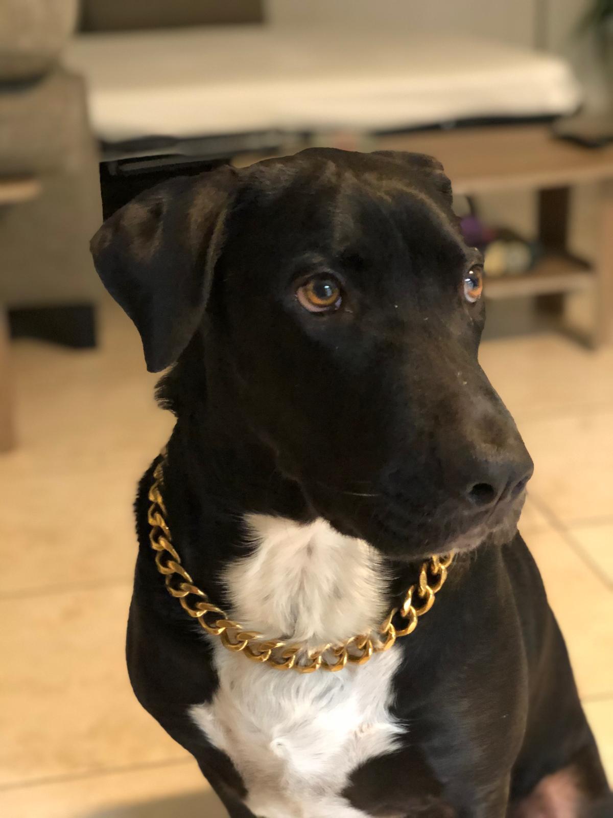 Kratos Male Labrador Retriever