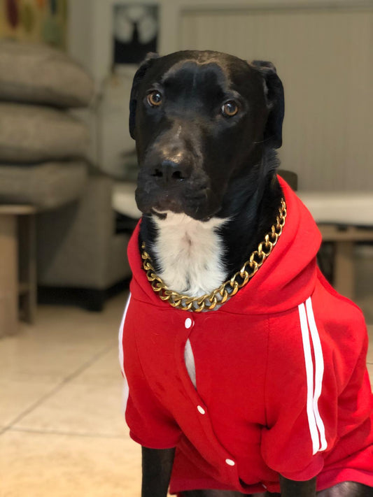 Kratos Male Labrador Retriever
