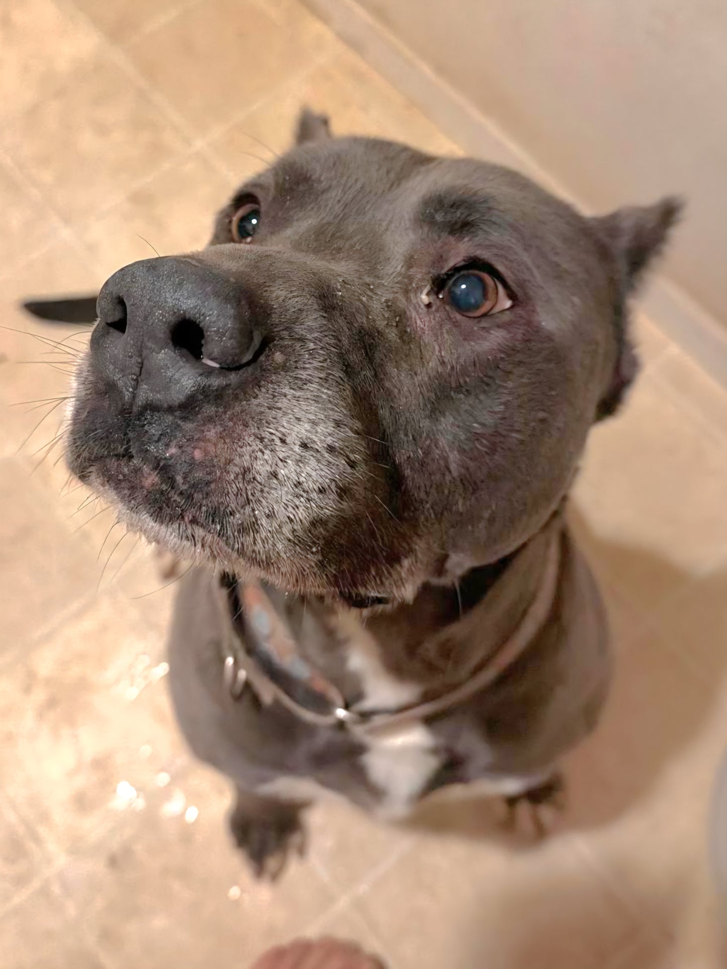 Benji Male American Pitbull Terrier