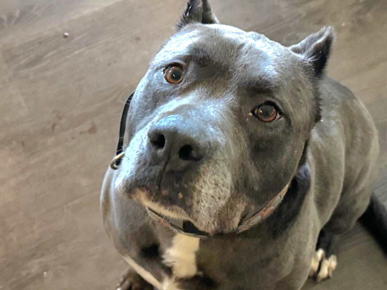 Benji Male American Pitbull Terrier