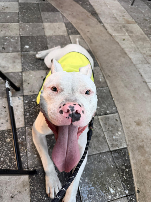 Lance Male American Staffordshire Terrier