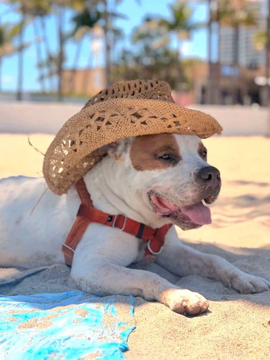 Domino Male Bulldog AM Staff Mix