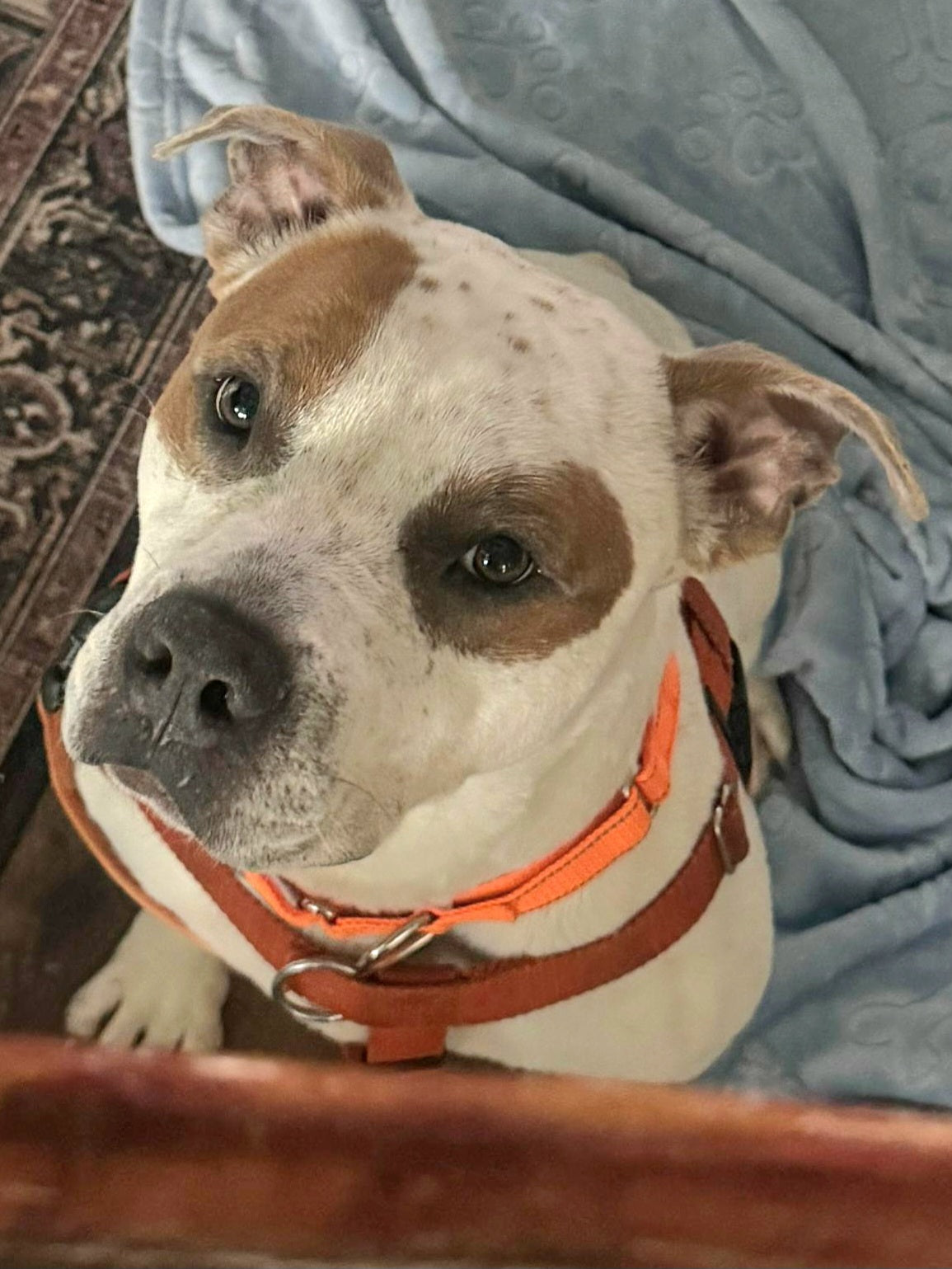 Domino Male Bulldog AM Staff Mix