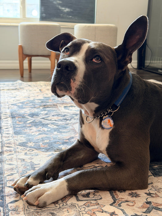 Stella Female American Staffordshire Terrier