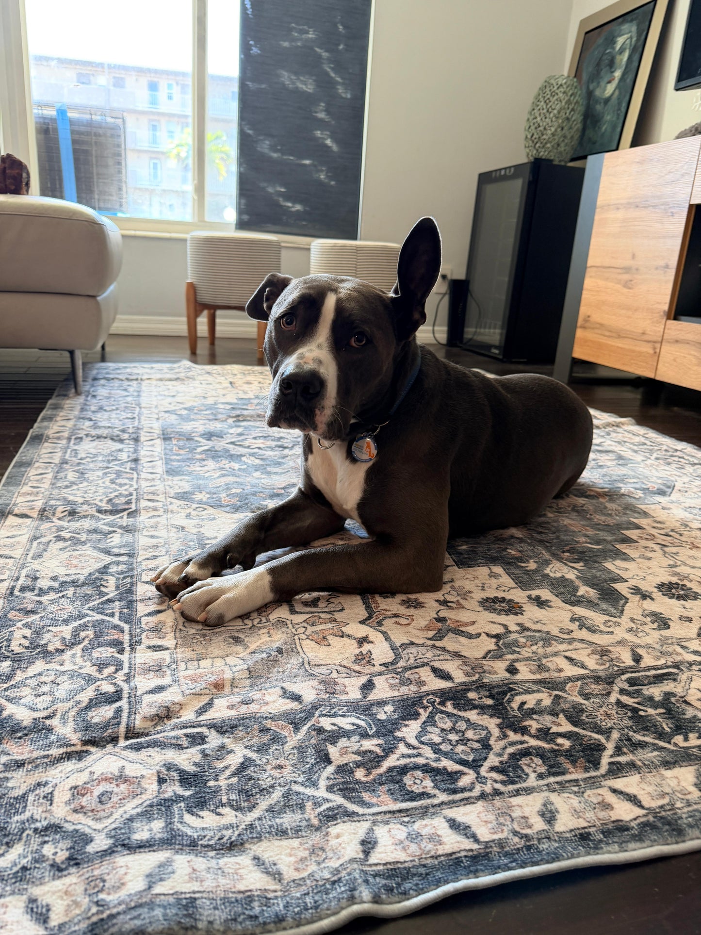 Stella Female American Staffordshire Terrier