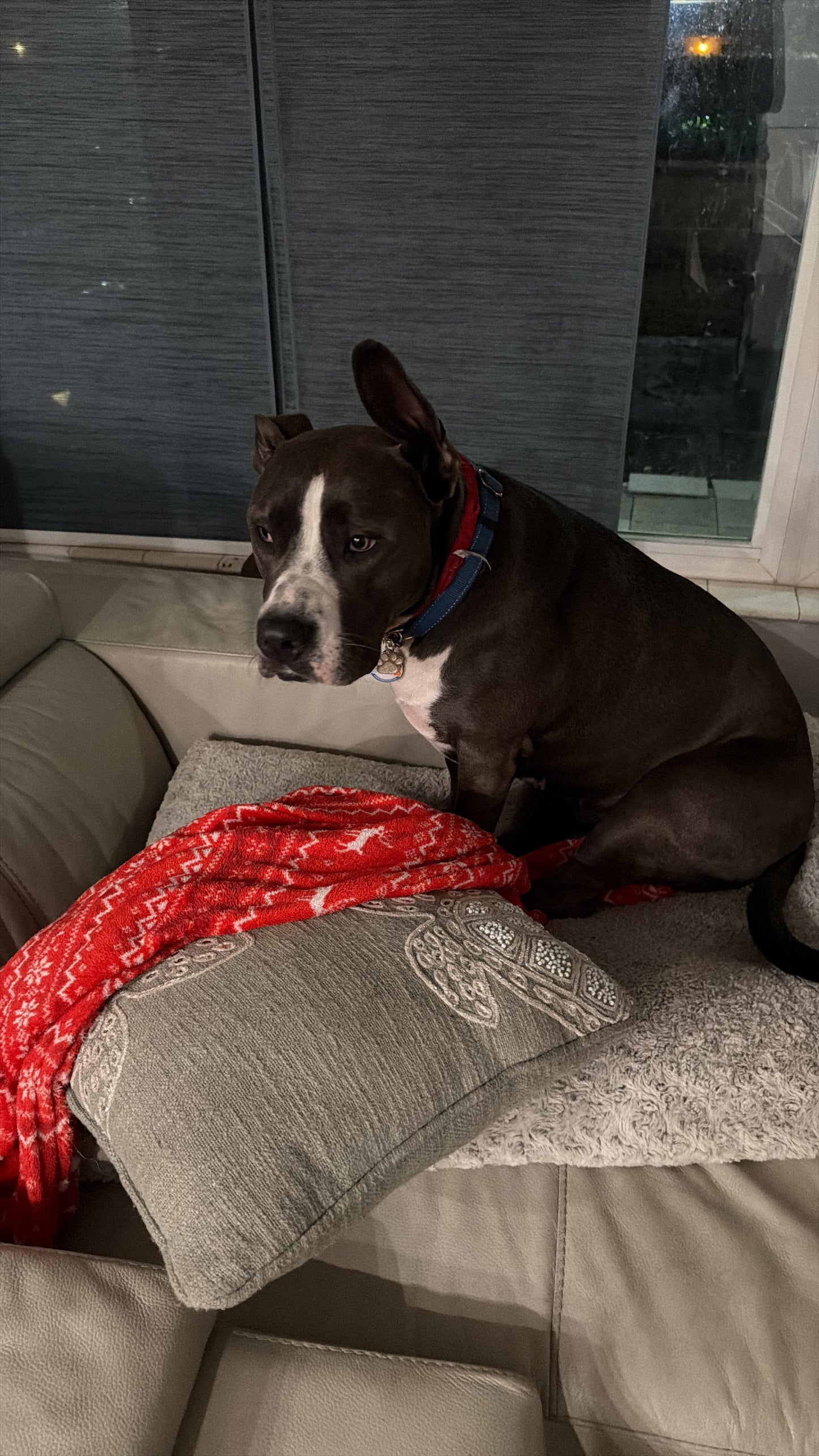 Stella Female American Staffordshire Terrier