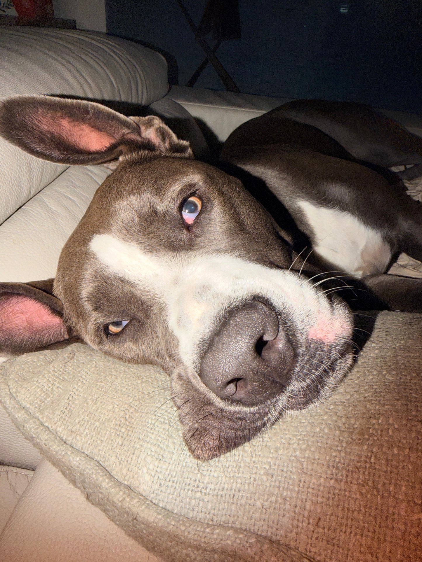 Stella Female American Staffordshire Terrier