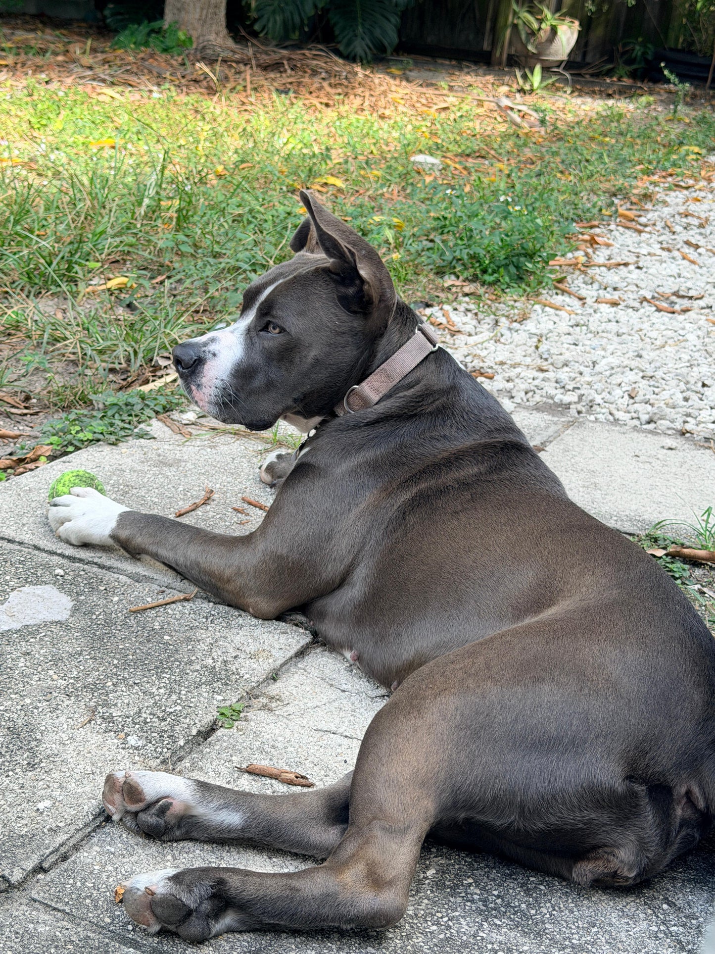 Stella Female American Staffordshire Terrier