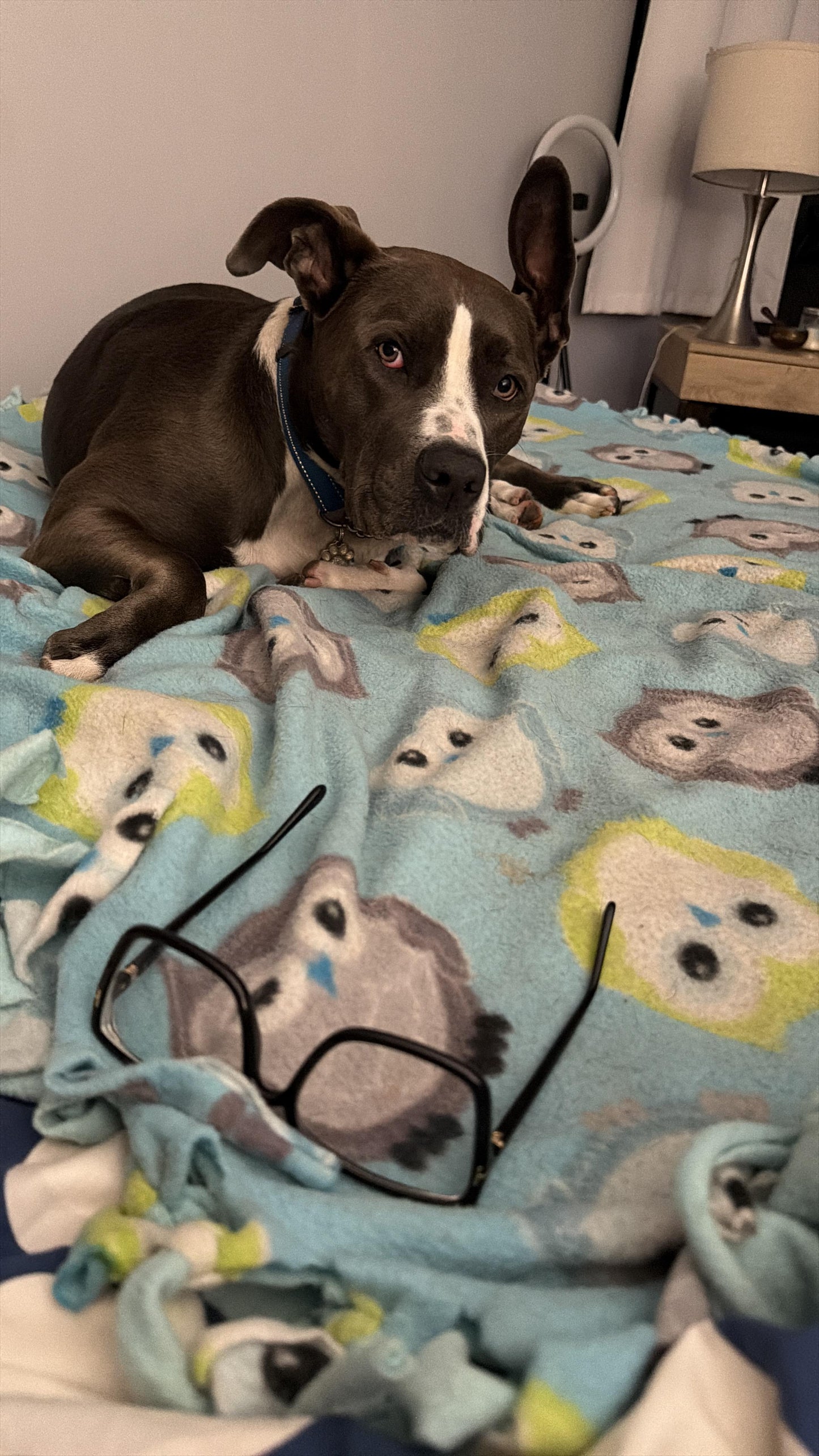 Stella Female American Staffordshire Terrier