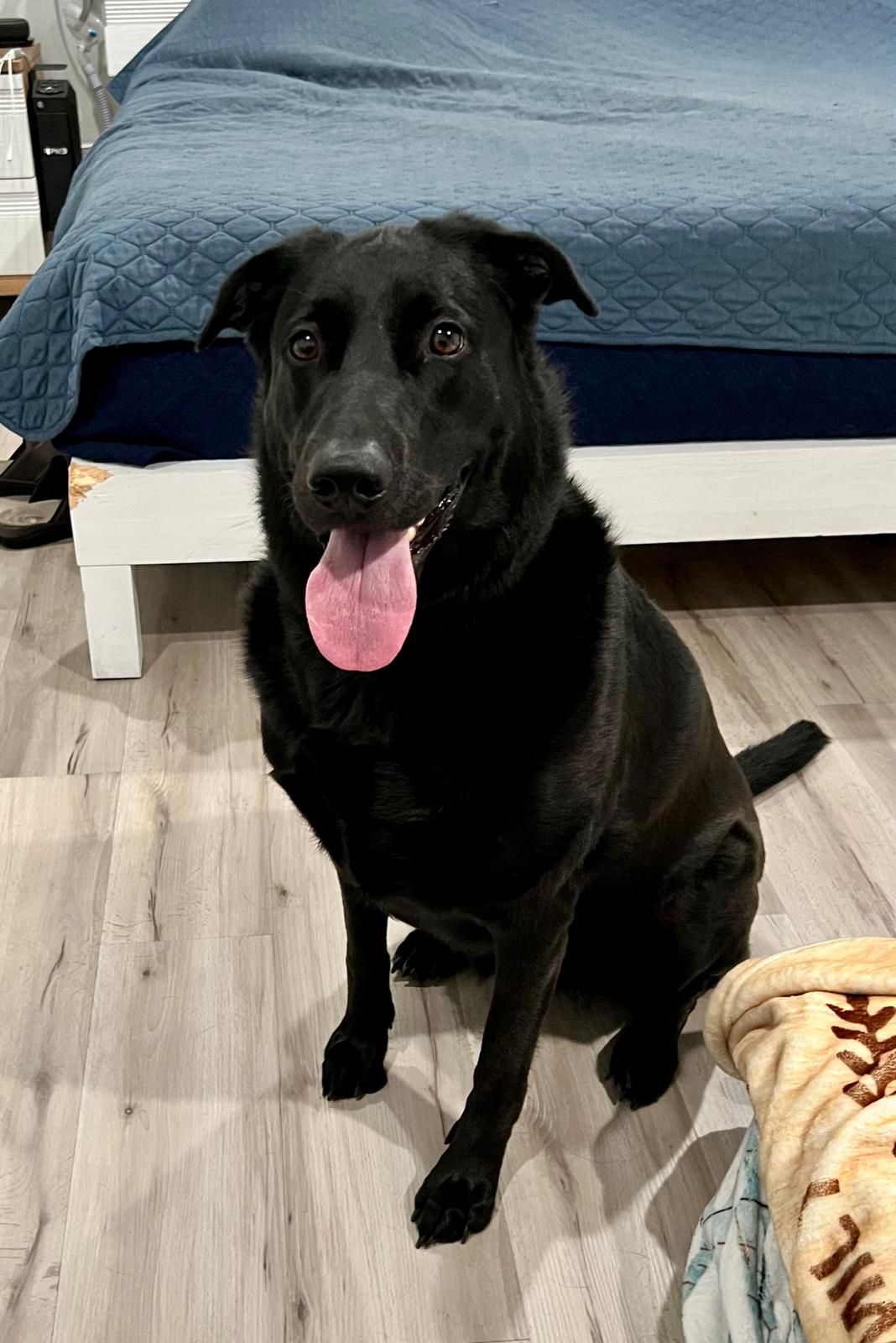 Kona Female German Shepherd Mix