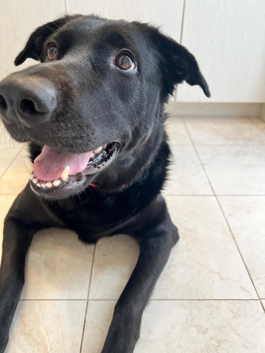 Kona Female German Shepherd Mix