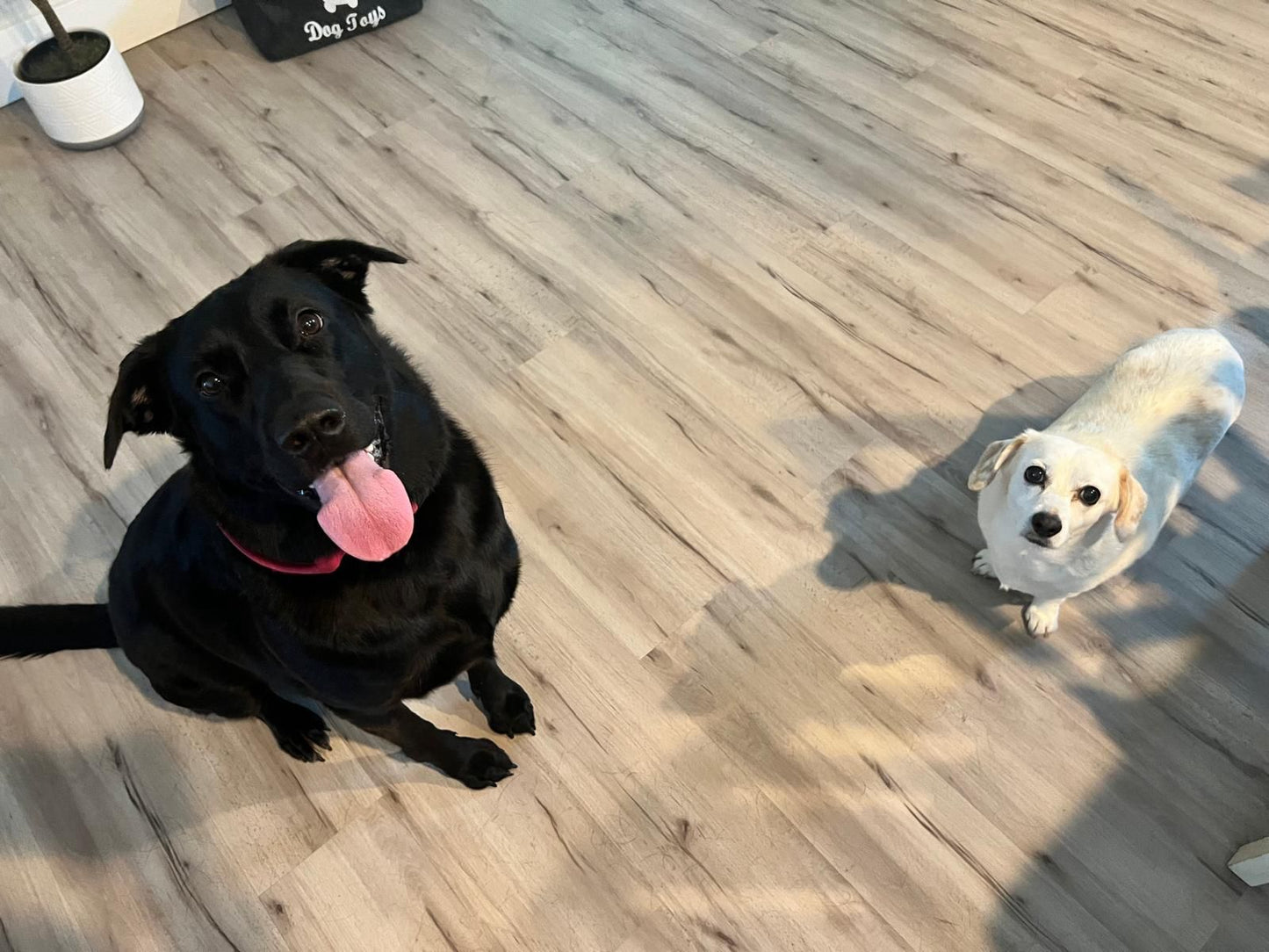 Kona Female German Shepherd Mix