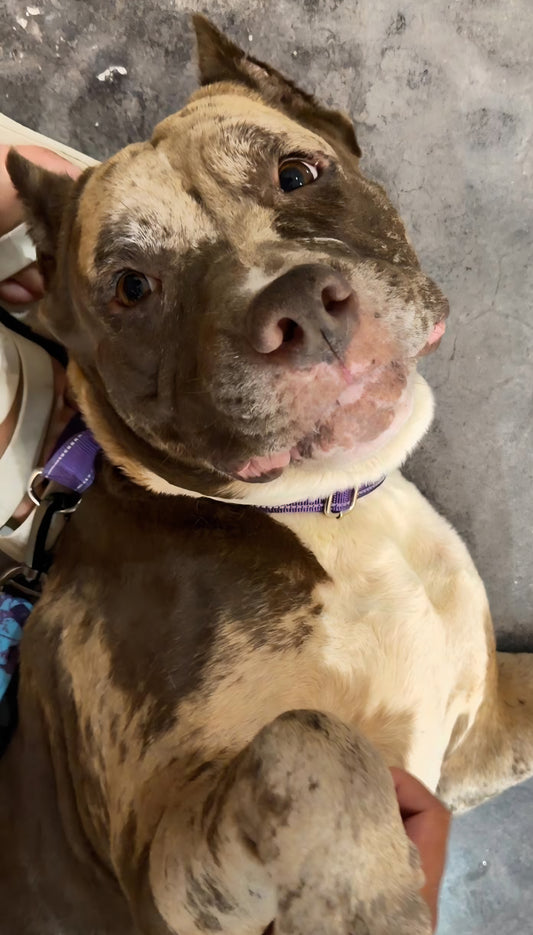 Caramel Female American Staffordshire Terrier