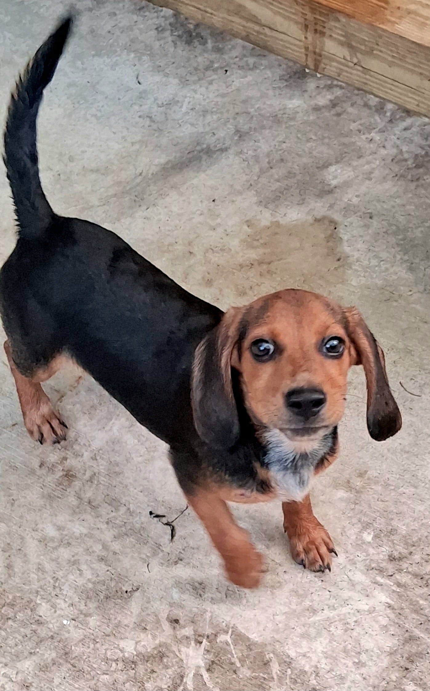 Shamrock Female Basset Hound Mix Puppy