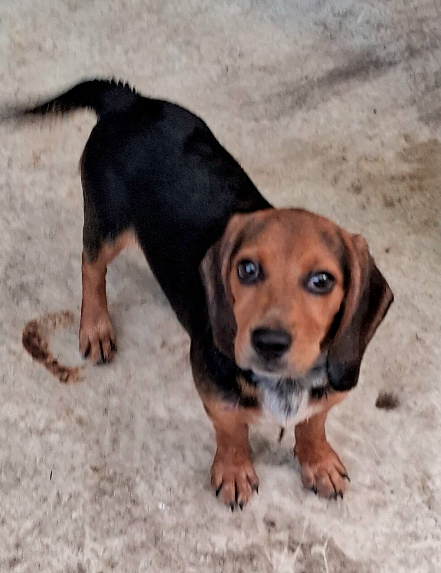 Shamrock Female Basset Hound Mix Puppy