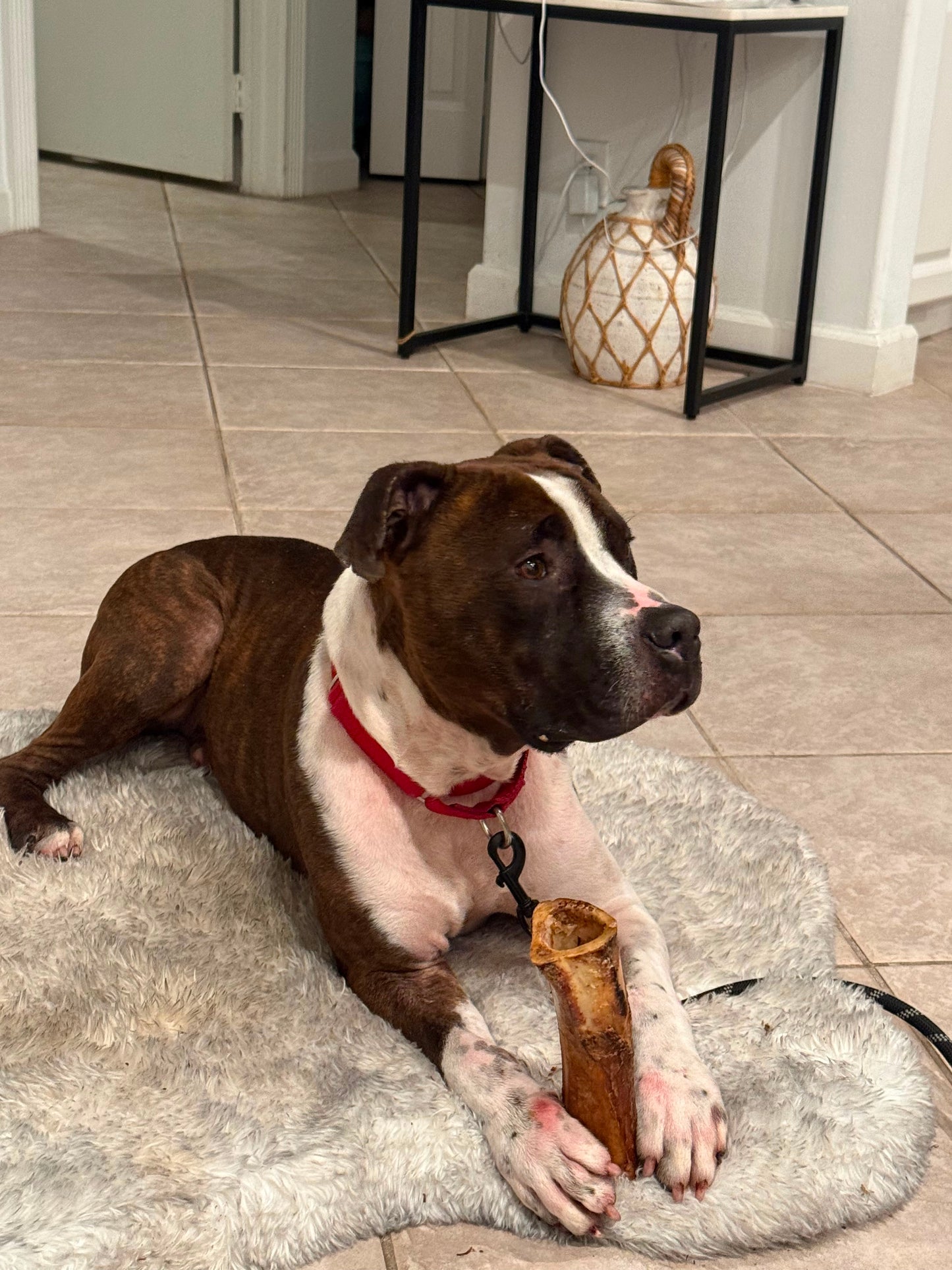 Scrappy Male American Staffordshire Terrier
