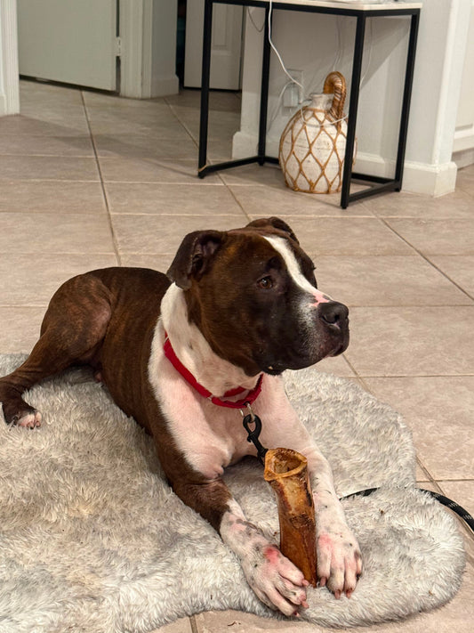 Scrappy Male American Staffordshire Terrier