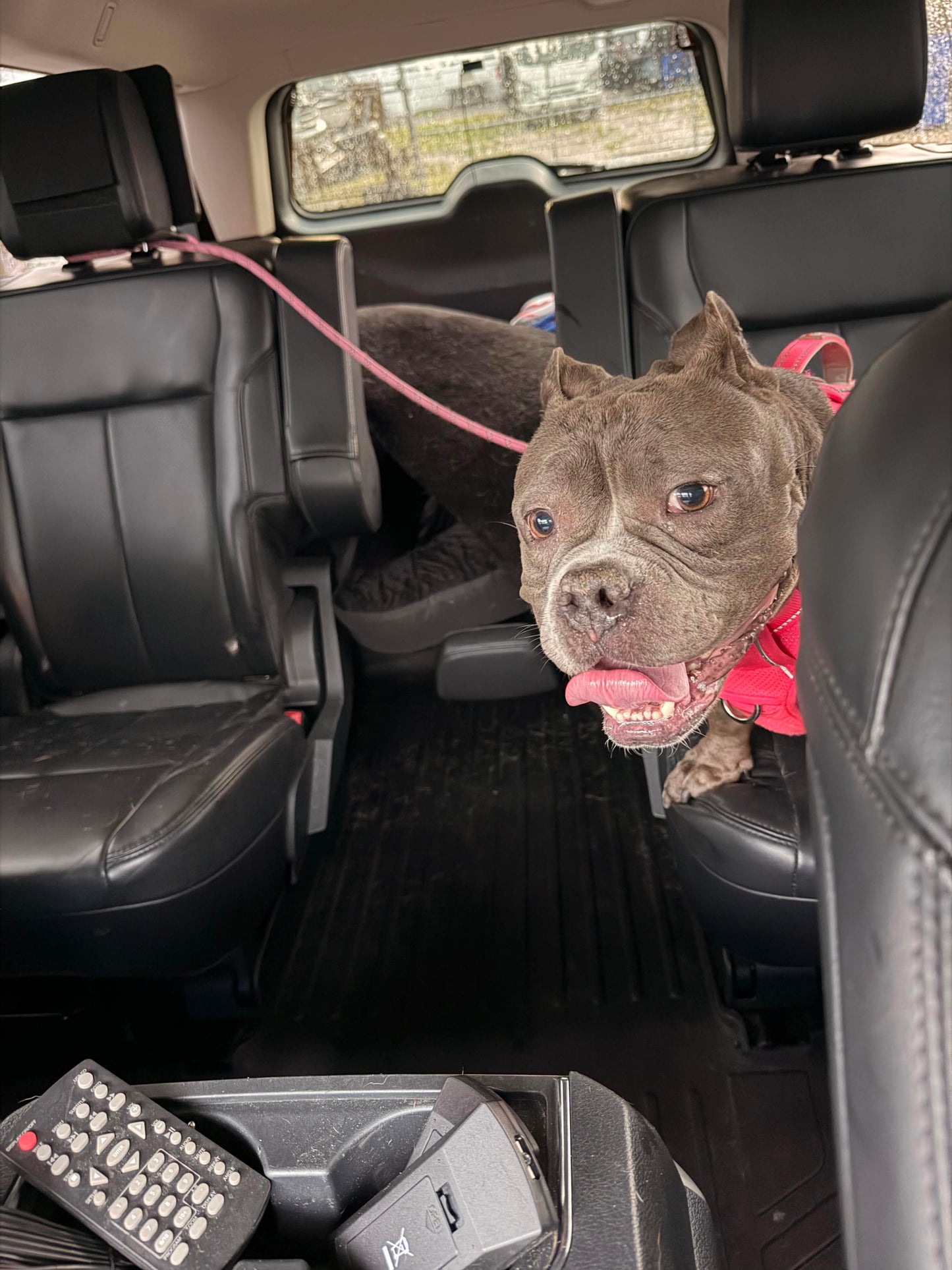 Marlow Female American Low Rider Bulldog