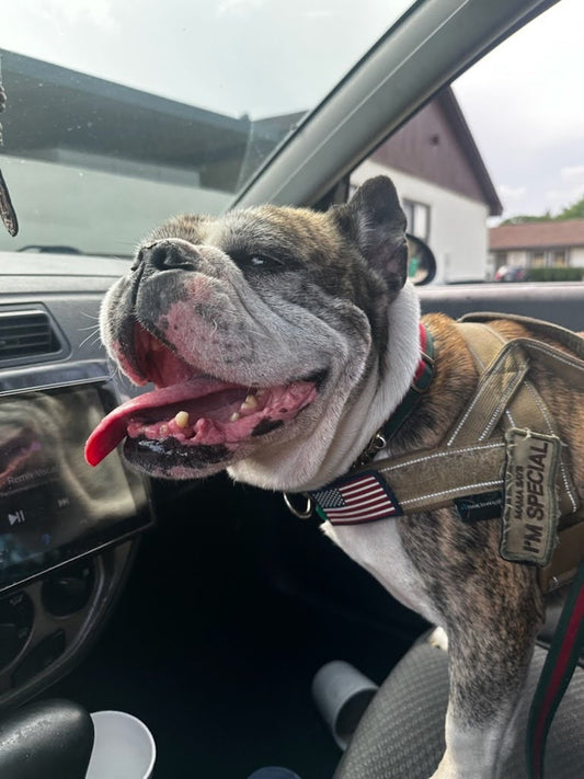 Bucksy Male English Bulldog