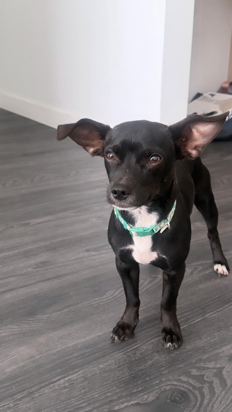 Speedy Male Chihuahua