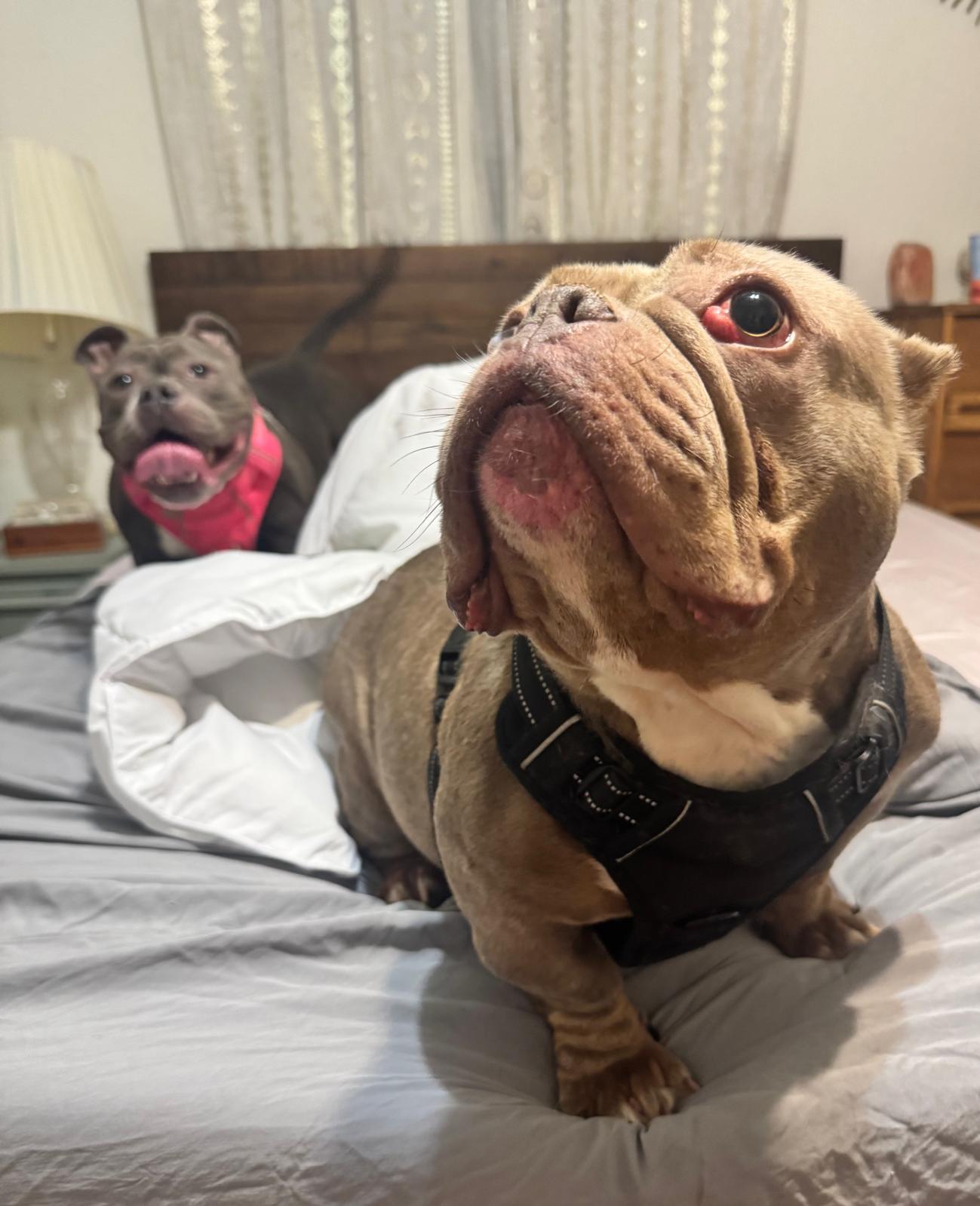 Emma Female Bulldog