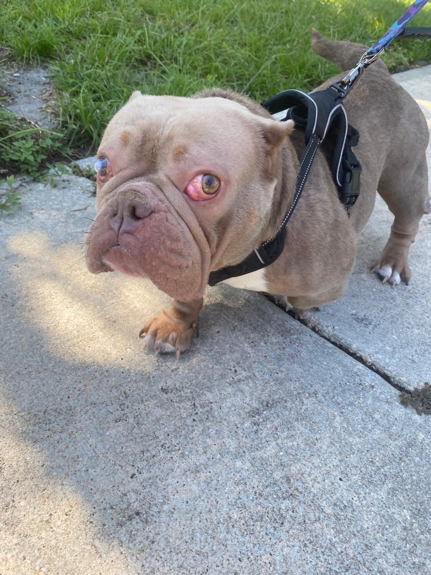 Emma Female Bulldog