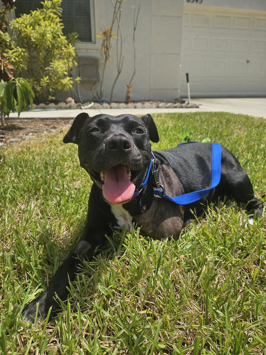 Dahlia Female American Staffordshire Terrier Mix