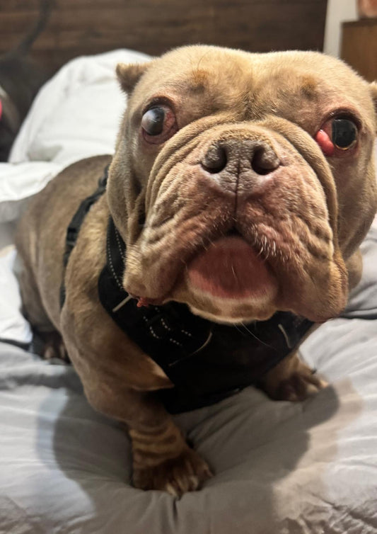 Emma Female Bulldog