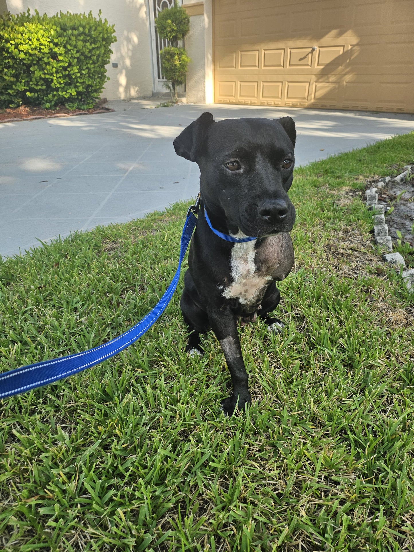 Dahlia Female American Staffordshire Terrier Mix