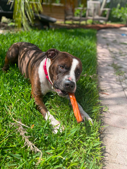 Scrappy Male American Staffordshire Terrier
