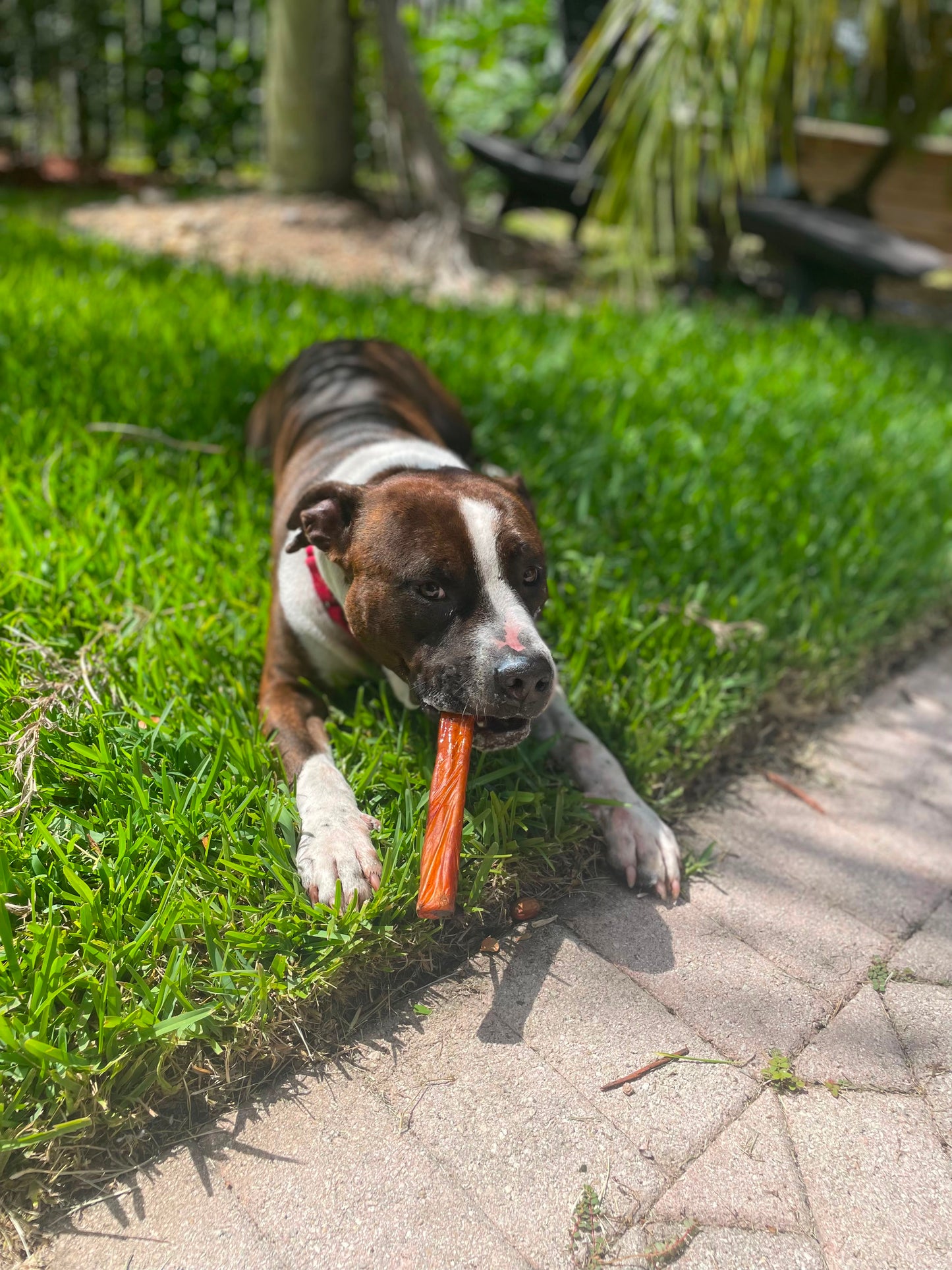 Scrappy Male American Staffordshire Terrier
