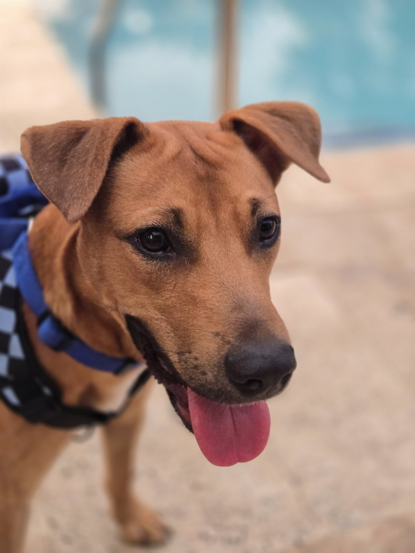 Drako Male Shepherd Mix Puppy