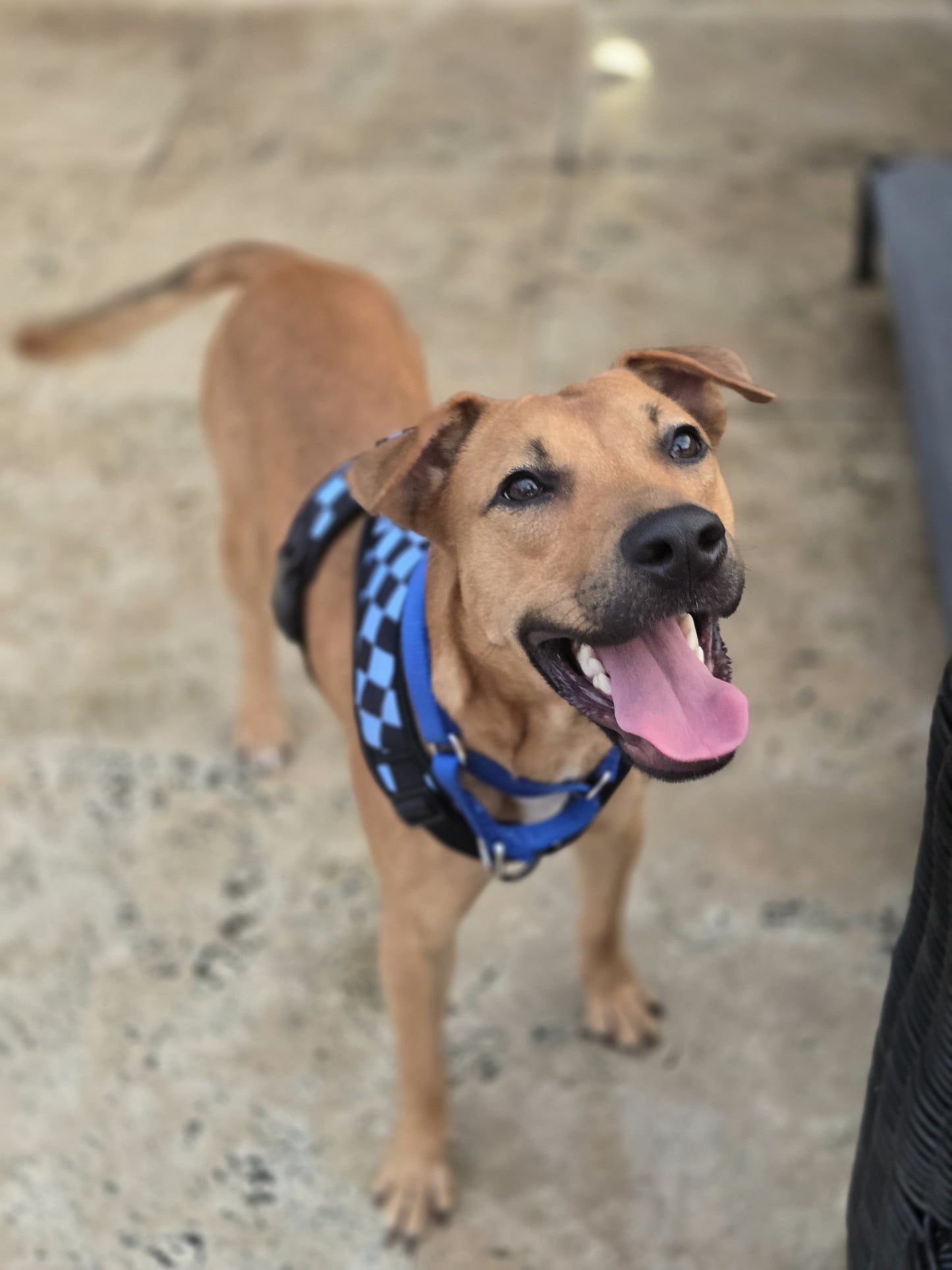 Drako Male Shepherd Mix Puppy