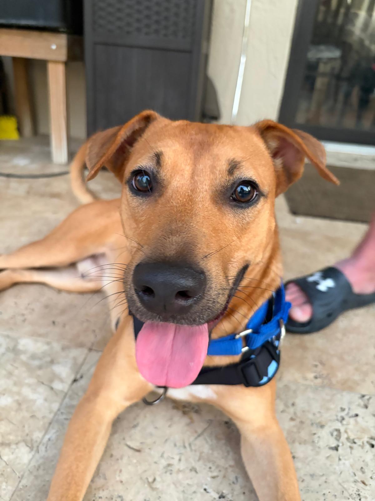 Drako Male Shepherd Mix Puppy