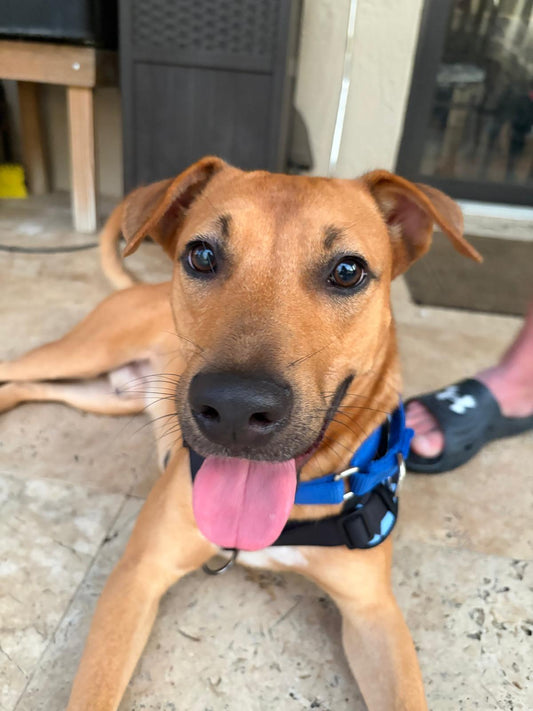 Drako Male Shepherd Mix Puppy