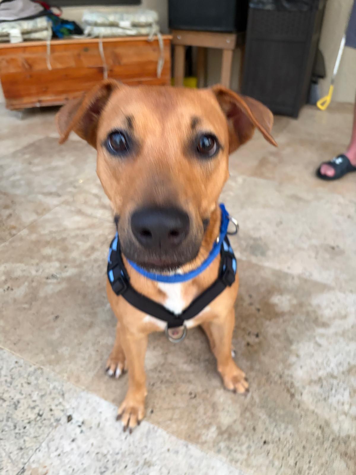 Drako Male Shepherd Mix Puppy