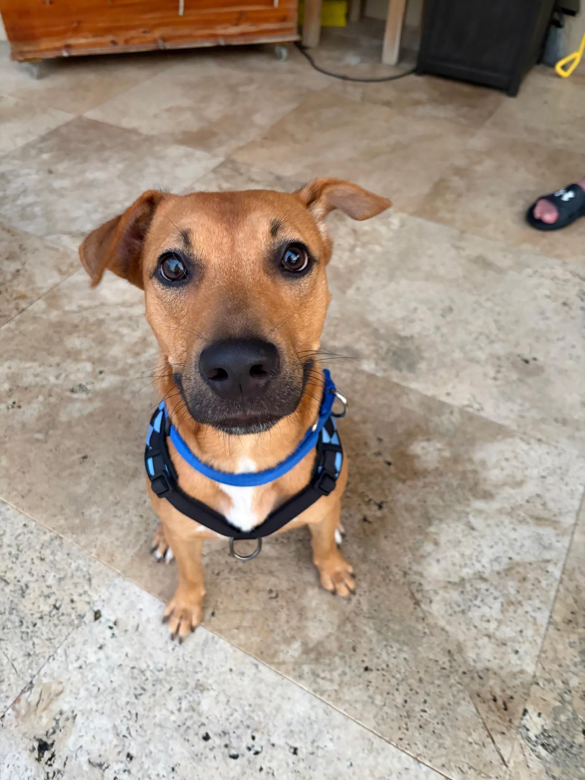 Drako Male Shepherd Mix Puppy