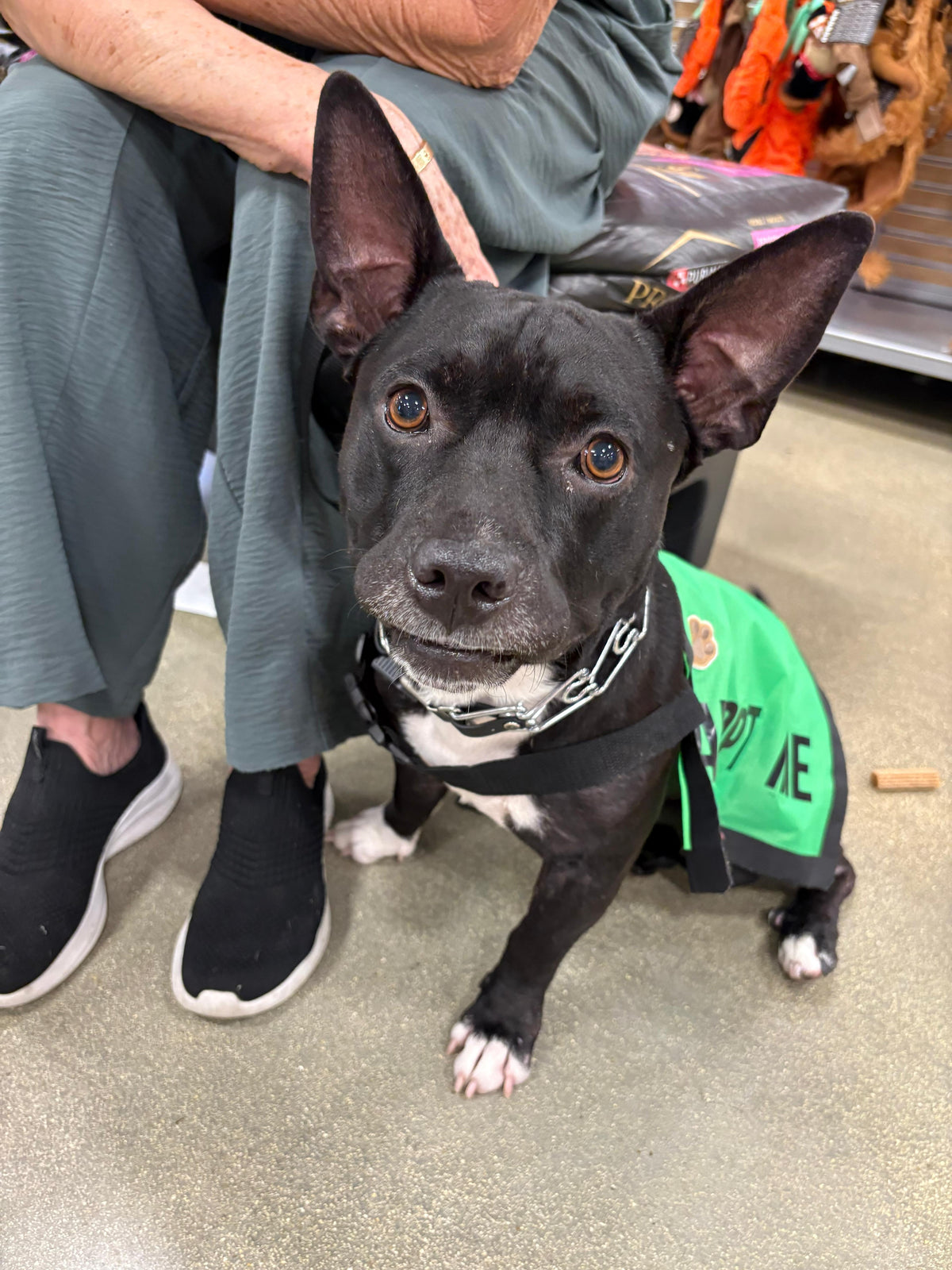 Oreo Male Chihuahua  American Staffordshire Terrier Mix