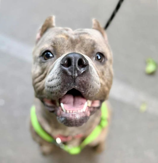 Baubles Male American Bulldog Mix