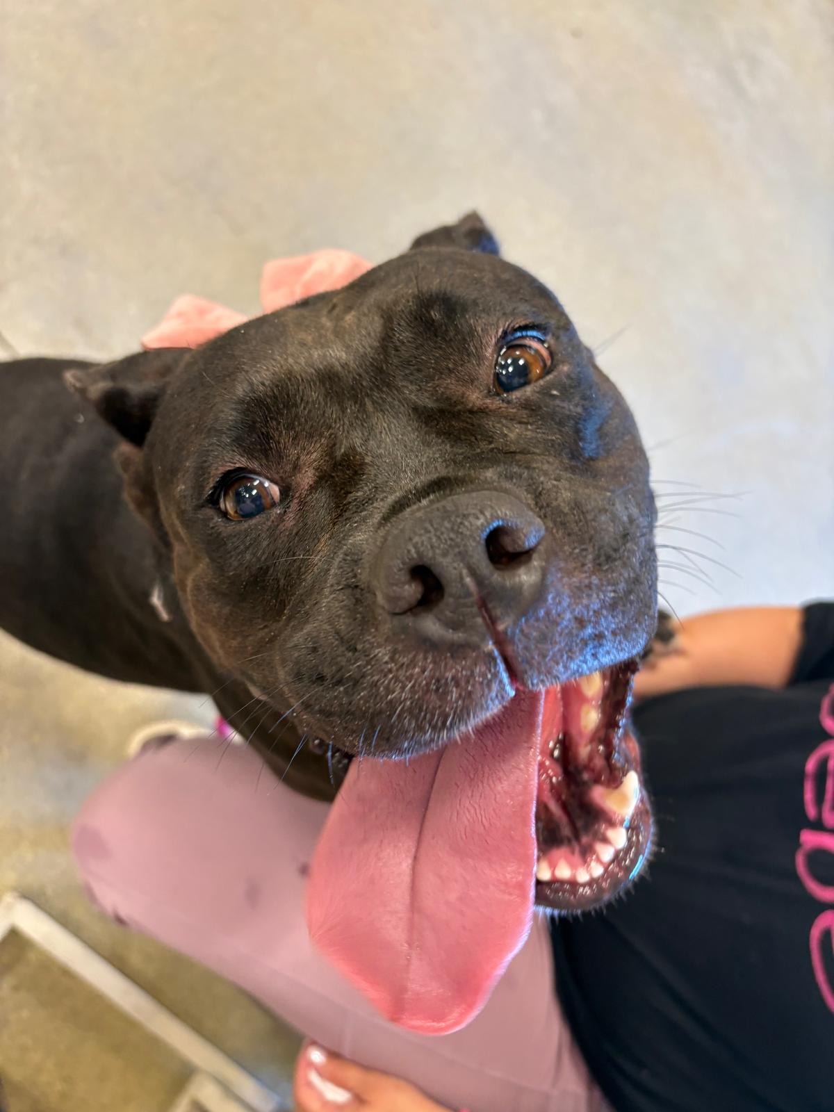 LuLu Female Staffordshire Bull Terrier
