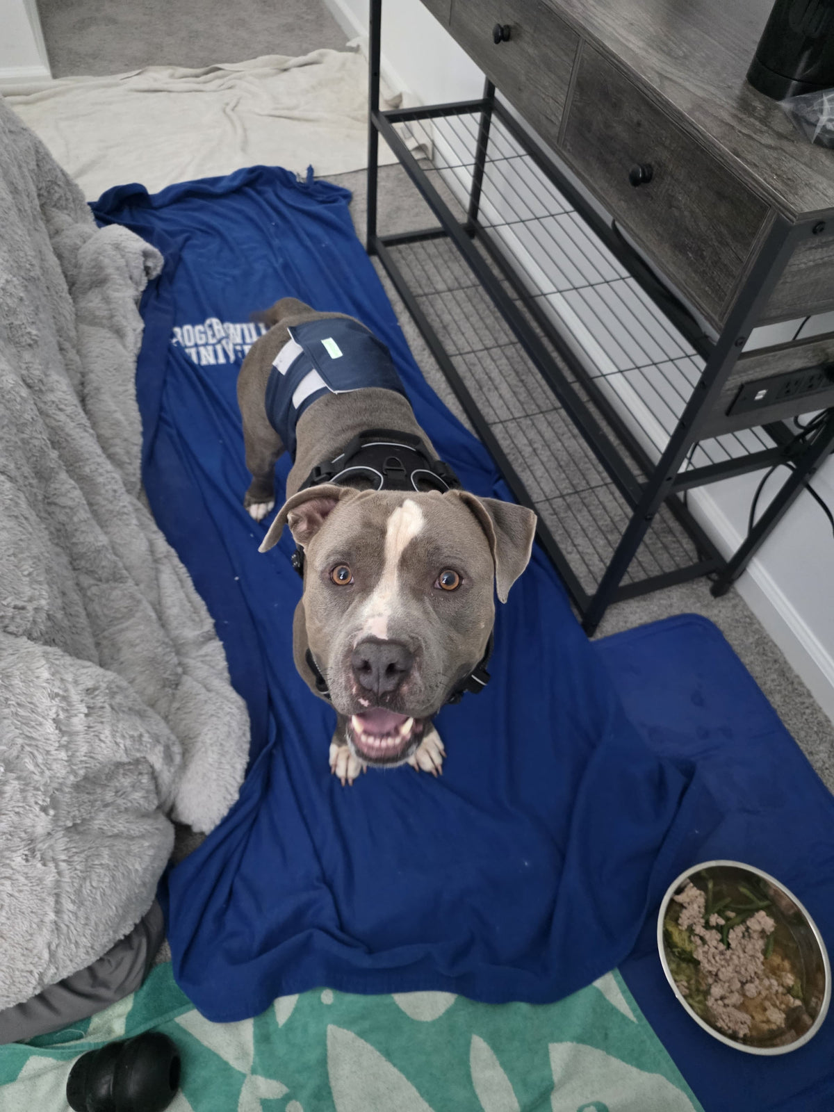 Spot Male American Staffordshire Terrier
