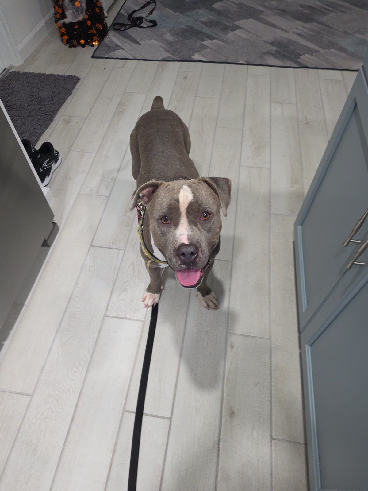 Spot Male American Staffordshire Terrier