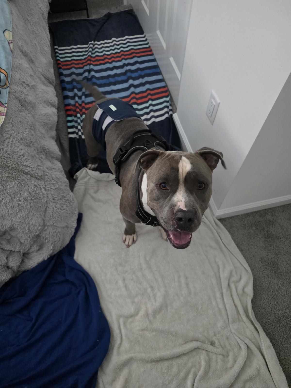 Spot Male American Staffordshire Terrier