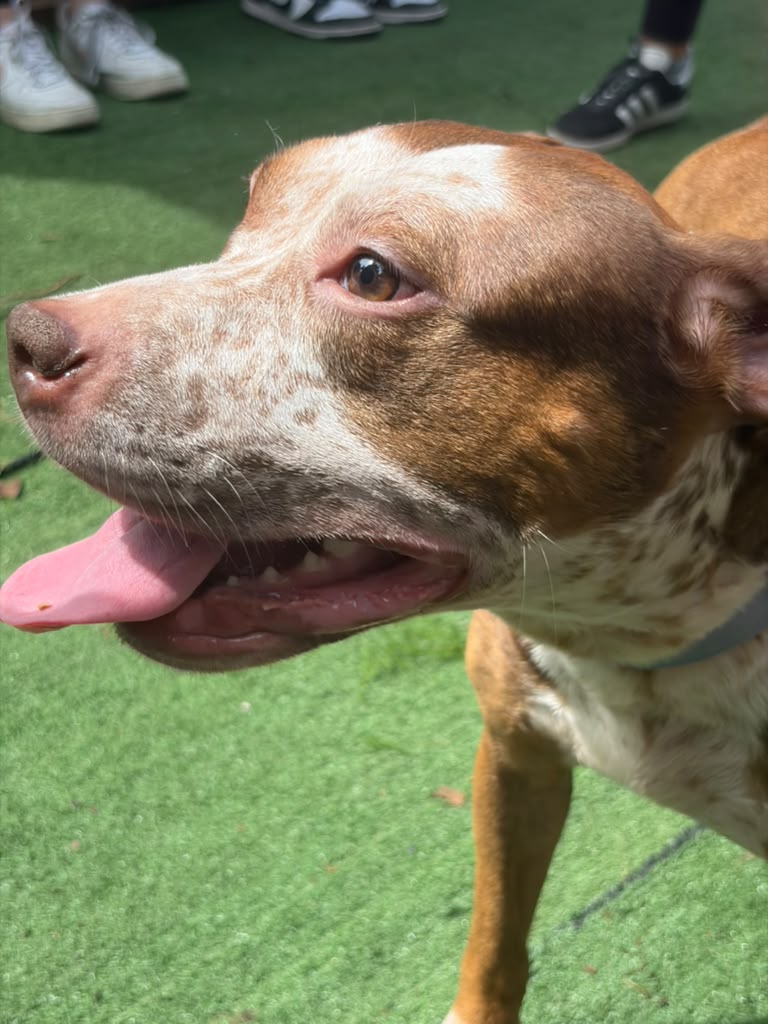 Ireland Female American Staffordshire Terrier Mix