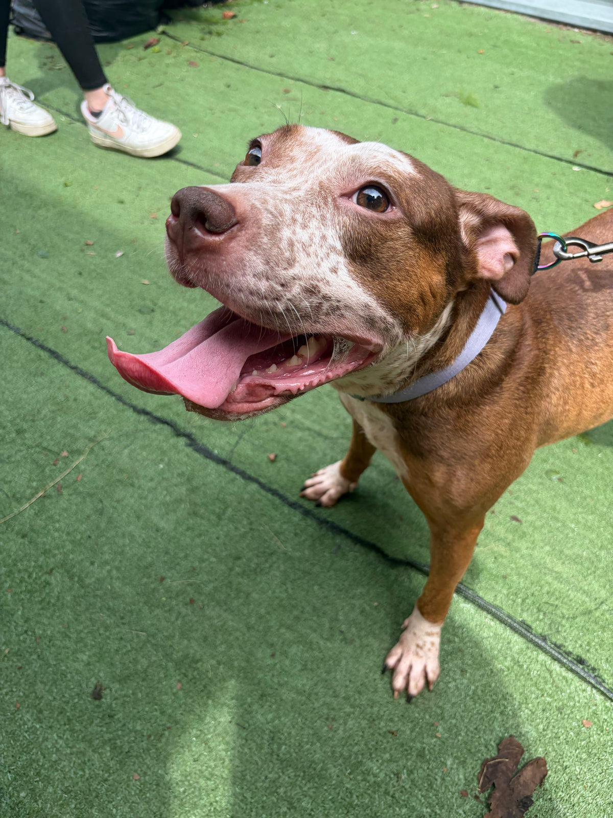 Ireland Female American Staffordshire Terrier Mix