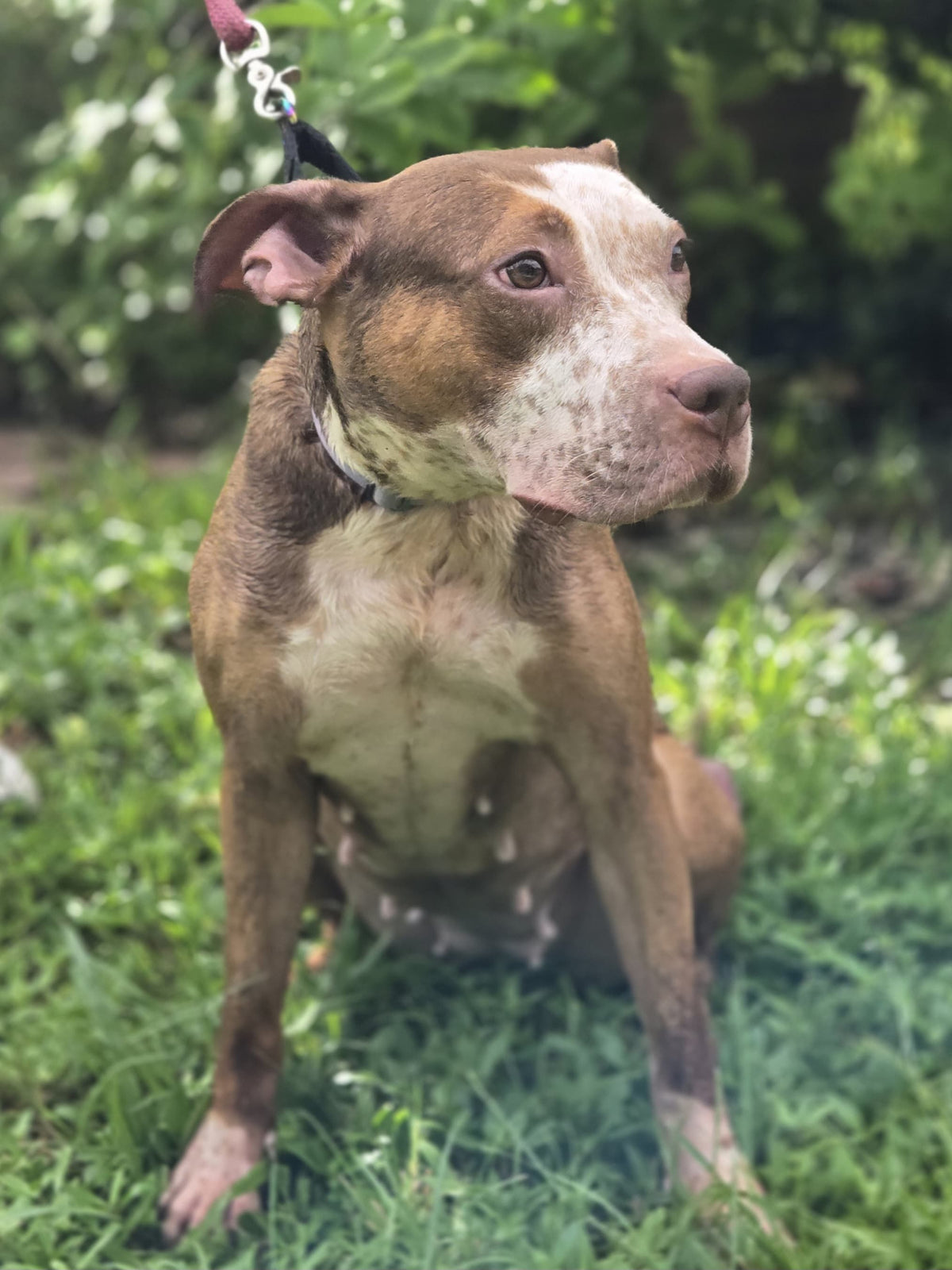 Ireland Female American Staffordshire Terrier Mix