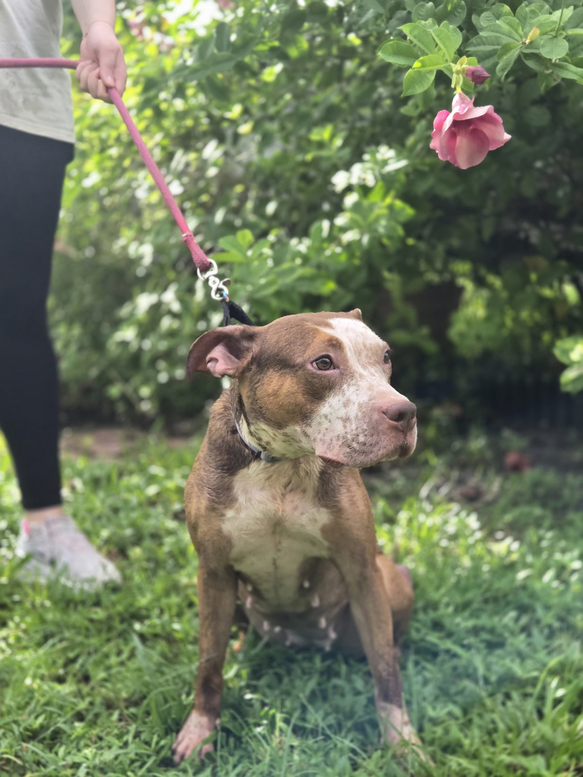 Ireland Female American Staffordshire Terrier Mix