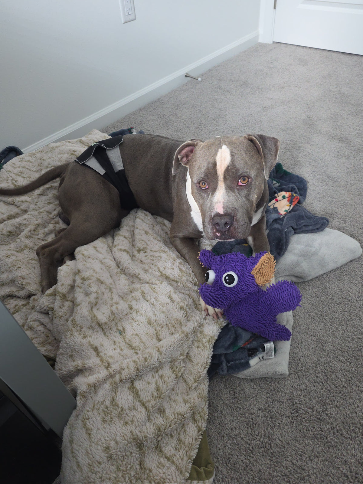 Spot Male American Staffordshire Terrier